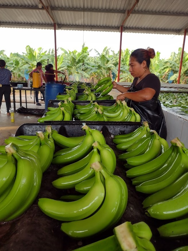 Selección y limpieza de banano